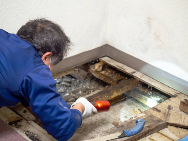 Best Mold Remediation  in Guttenberg, IA