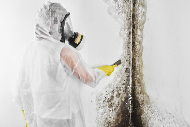 Best Professional Mold Removal  in Guttenberg, IA