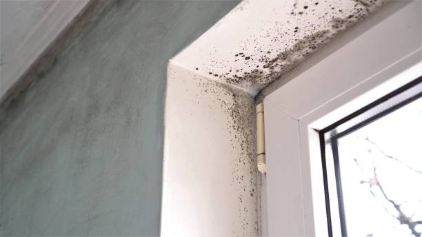 Office Mold Removal Services in Guttenberg, IA