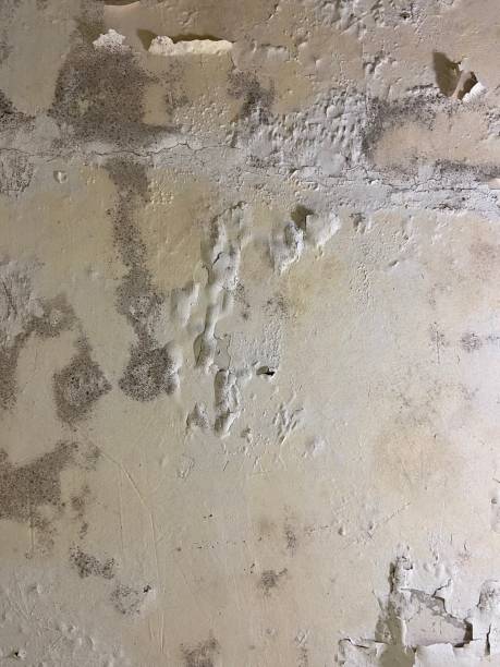 Best Emergency Mold Removal  in Guttenberg, IA