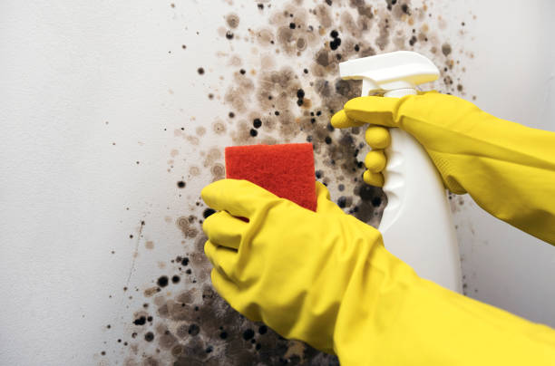 Best Certified Mold Removal  in Guttenberg, IA