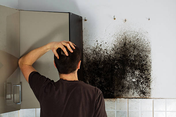 Best Mold Testing  in Guttenberg, IA