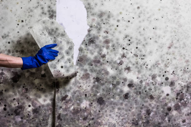 Best Black Mold Removal  in Guttenberg, IA