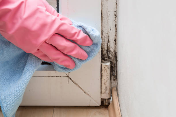 Best Commercial Mold Removal  in Guttenberg, IA