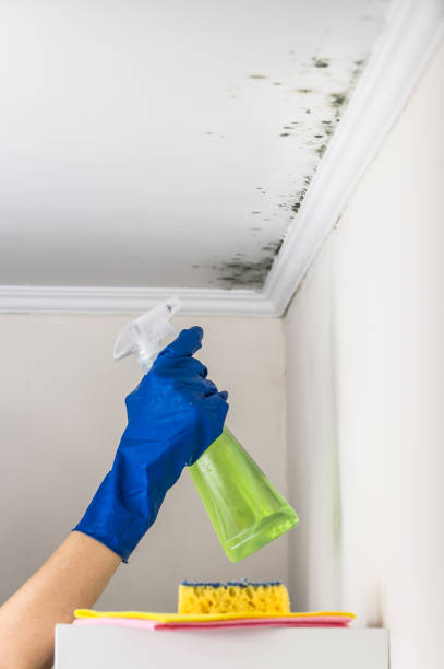 Best Emergency Mold Removal  in Guttenberg, IA